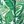 Green Palm