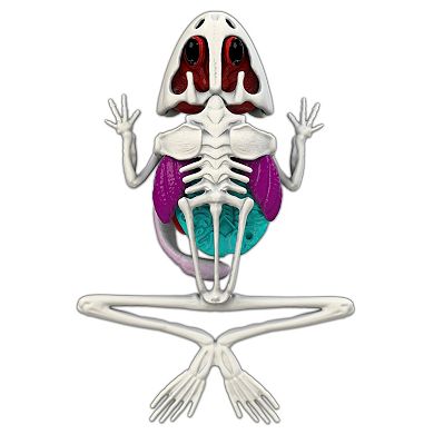 Top Secret Toys Dissect-It: Frog Lab - Synthetic Dissection Kit, Realistic & Safe, STEM