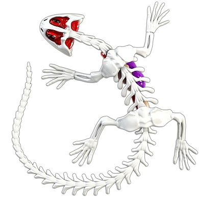 Top Secret Toys Dissect-It: Salamander Lab - Synthetic Dissection Kit STEM Learning Guide