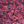 Periwinkle Raspberry