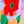 Fiesta Floral