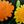 Marigolds