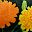 Marigolds