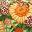 Sunflower Garden
