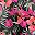 Black Red Tropical