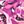 Pink Floral