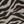 Chai Latte Zebra