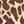 Classic Animal Neutral