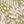 Olive Graphic Leaves