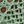 Lotus Green