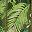 Olive Palm Leaf