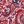 Paisley Print