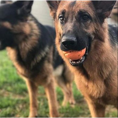 Chuckit Fetch Balls
