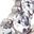 Silver Tone
