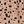 Khaki Leopard