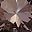 Simulated Morganite