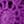 Purple Magenta