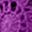 Purple Magenta