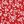 Red White Daisy