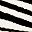 Black White