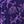 Midnight Violet