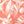 Shell Pink