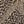 New Khaki Animal