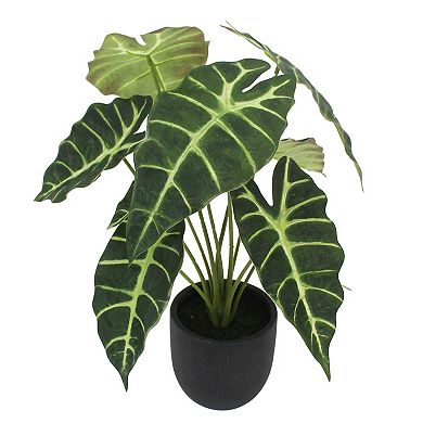 Artificial Alocasia Plant in Black Planter