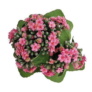 Artificial Pink Kalanchoe in White Textured Pot Table Décor