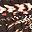 Coffee Bean Feather