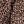 Leopard Dot