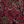 Deep Burgundy Paisley