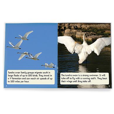 Junior Learning Fix Its Suffixes: Non-Fiction Phase 6