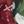 Alpine Red Green