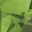 Peridot