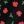Black Poinsettia