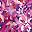 Pink Burst Watercolor