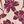 Ivory Claret Floral