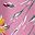 Pink Orchid Marigold