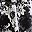 Black Soft Floral