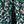 Emerald Green Rose