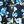 Navy Cobalt Rose