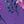 Petal Purple Pretty