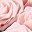 Champagne Pink