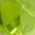 Peridot