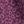 Purple Leopard