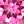 Pink Topaz