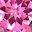 Pink Topaz