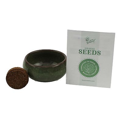 Buzzy Seeds Crackle Ceramic Bonsai Grow Kit - Green Bonsai