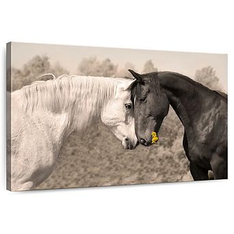 Sweet Black And White Horses Canvas Print